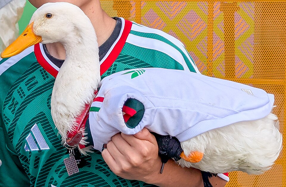 México otorgó una casa a familia de “Merlín”, el pato del Mundial que se volvió viral.